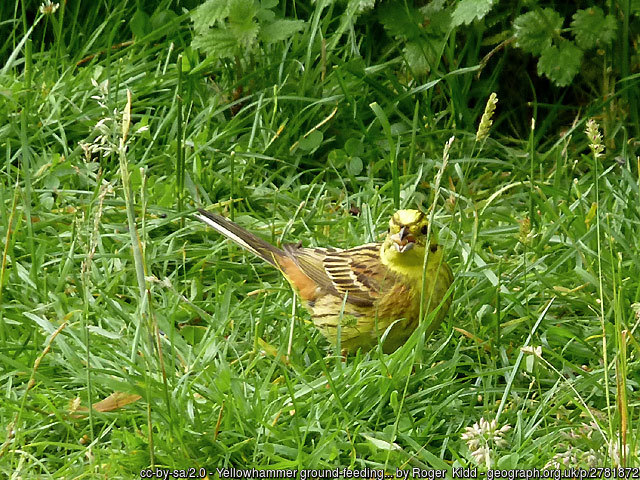 geograph-2781872-by-Roger--Kidd yellow hammer