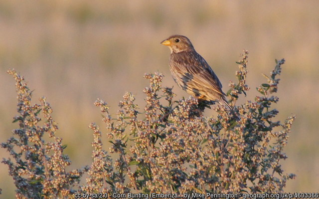 geograph-4603366-by-Mike-Pennington corn bunting