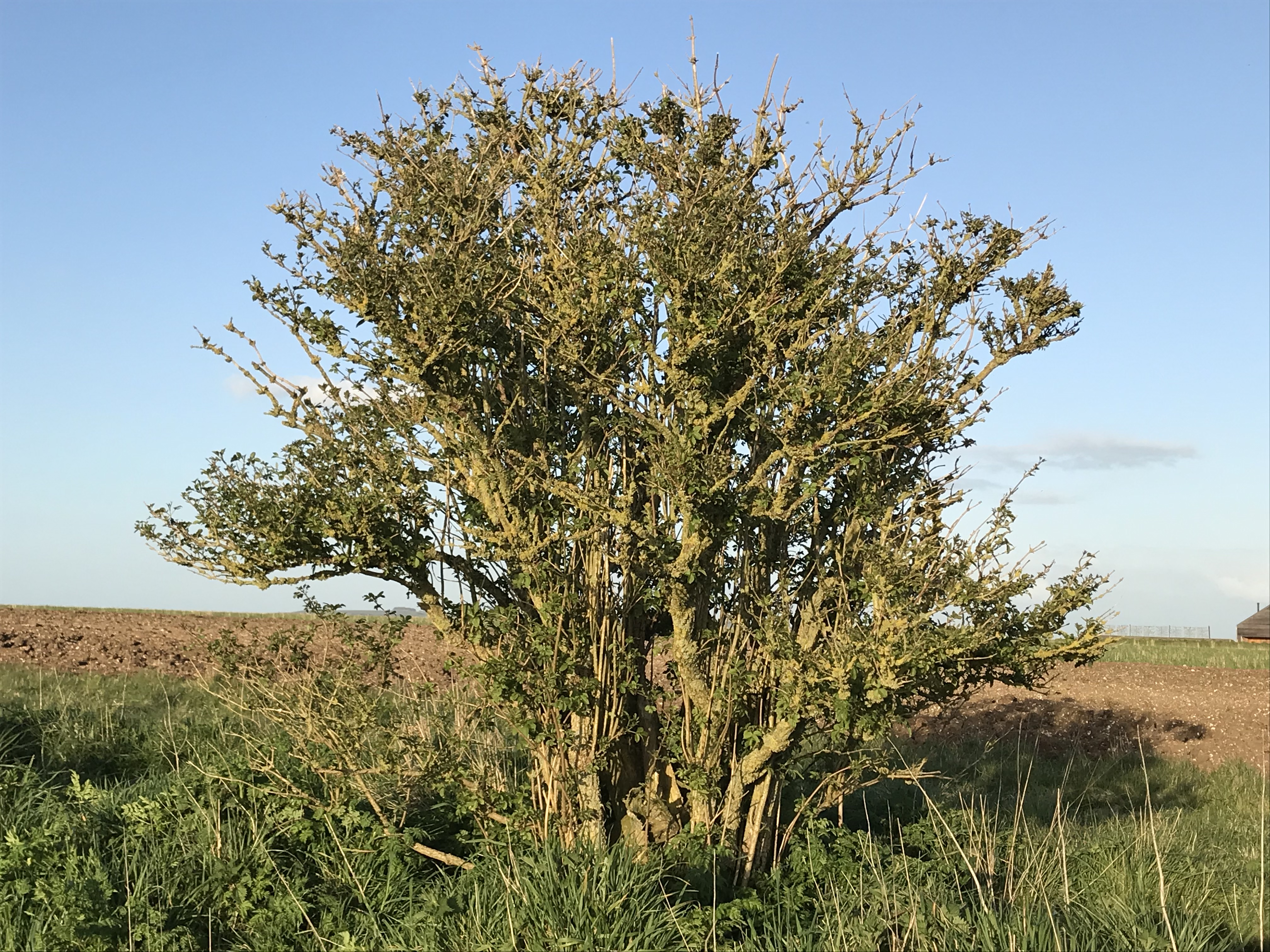 Hawthorn bush near puddle