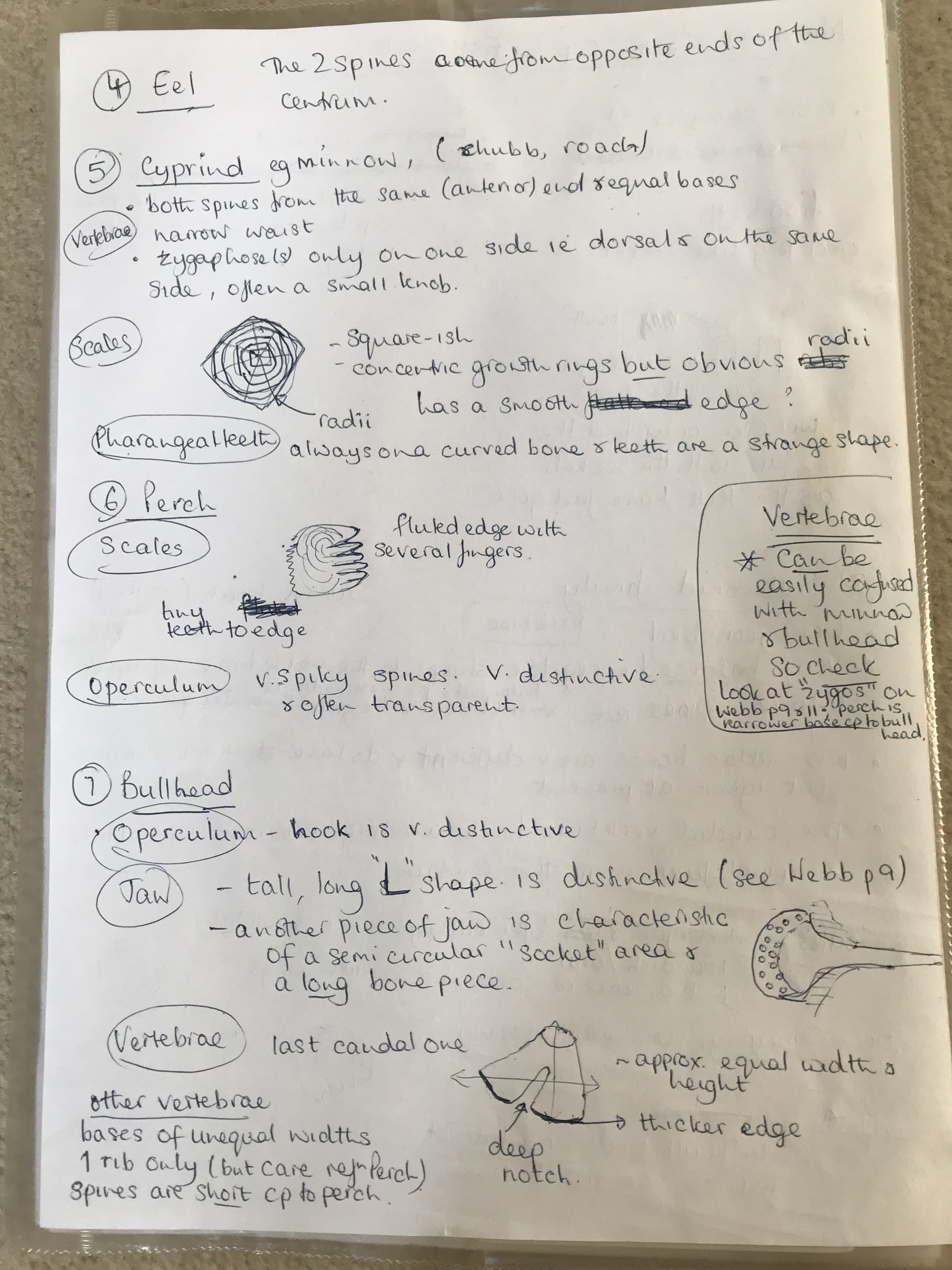 Otter spraint ID notes