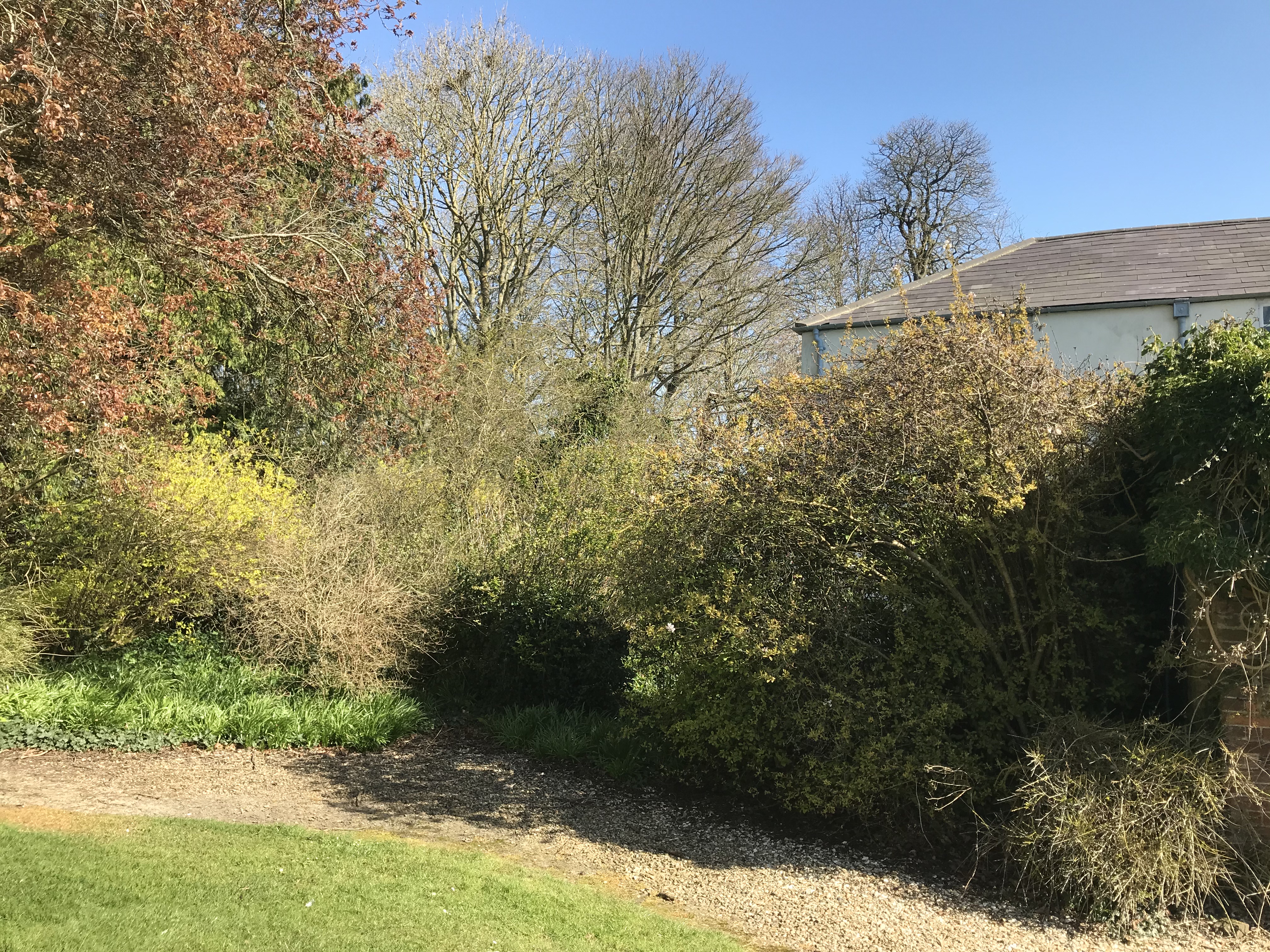 Rushall Manor - garden corner for blog March 2020