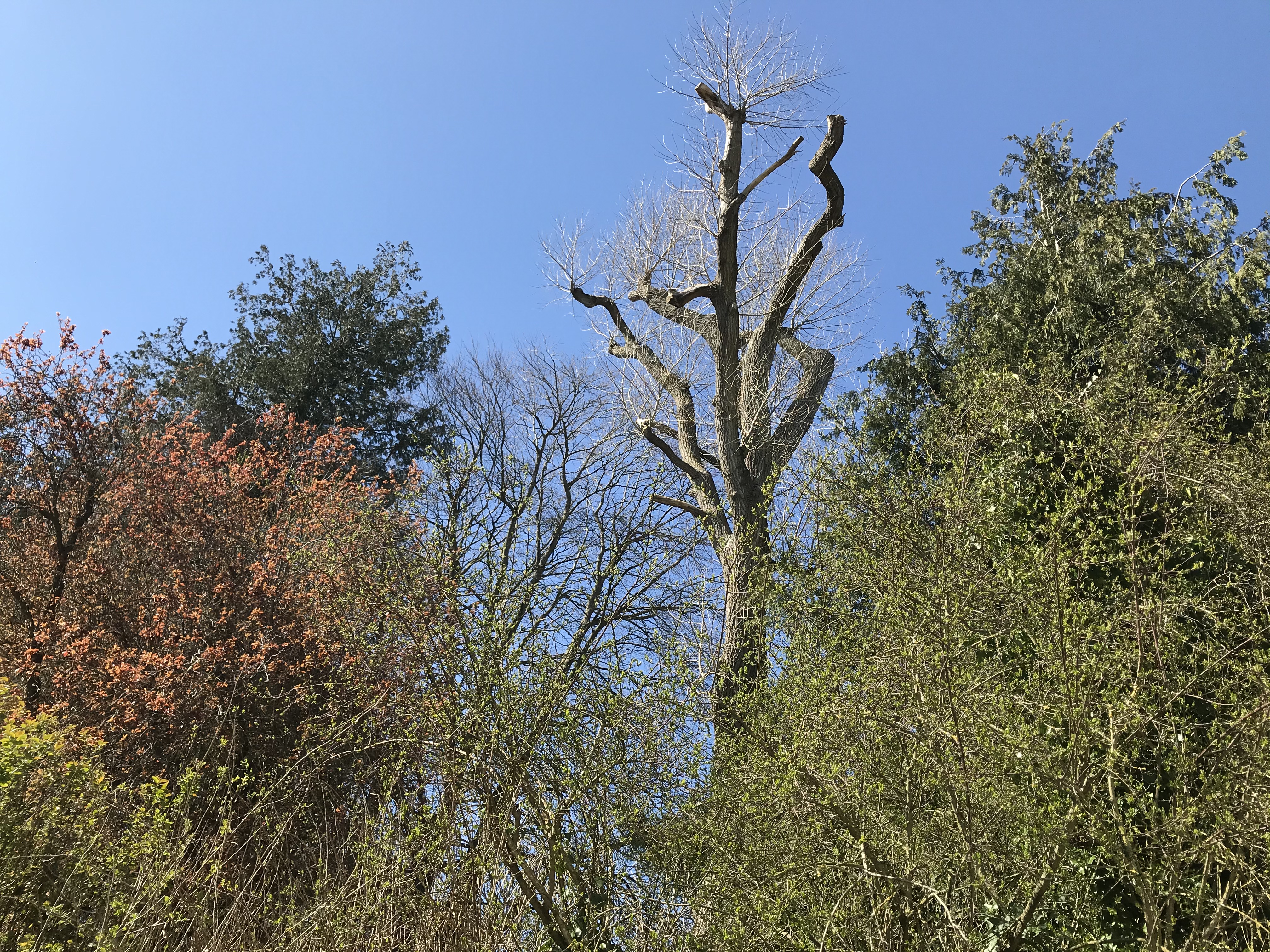 Rushall Manor - garden plot tall tree blog March 2020