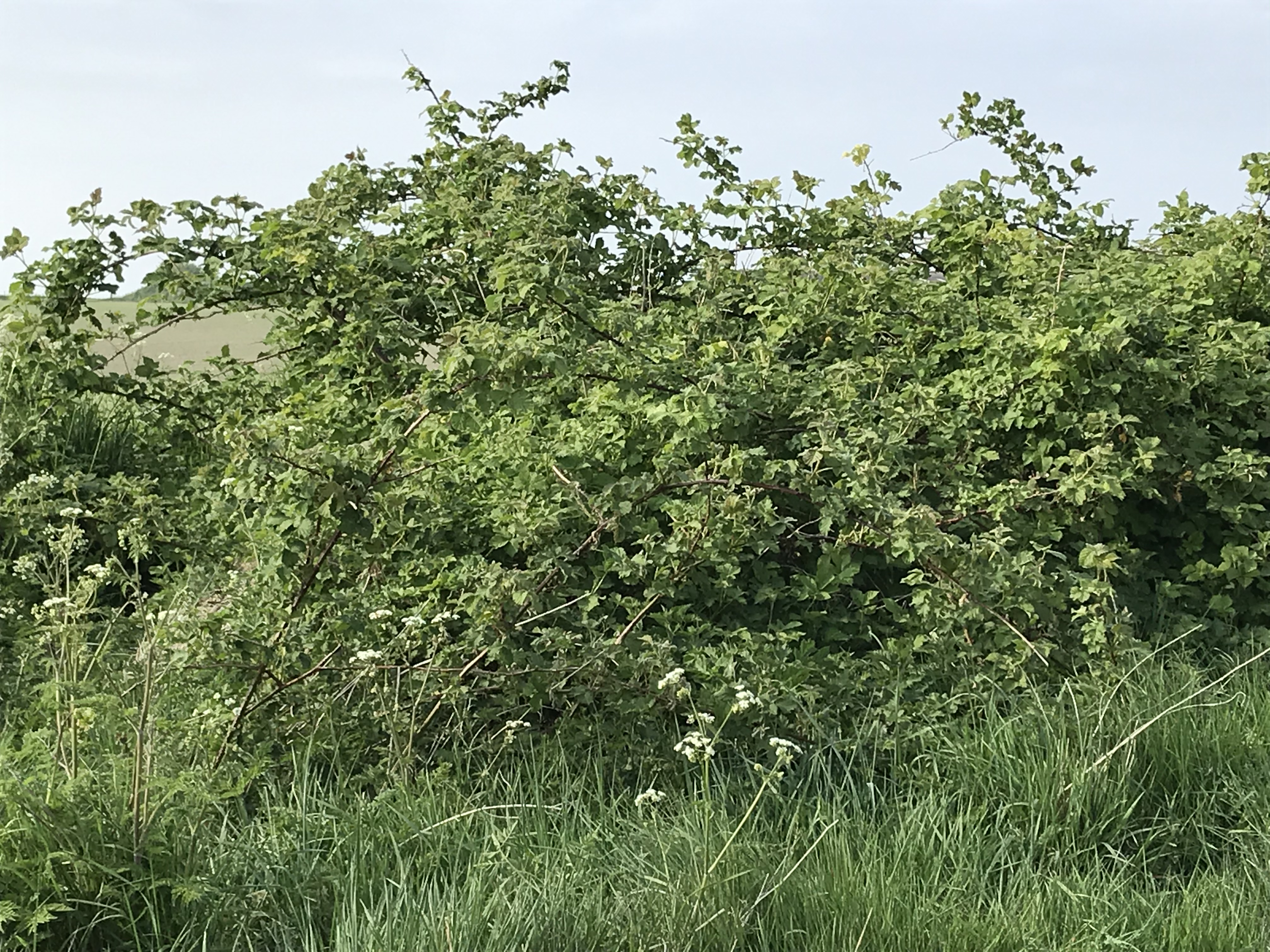 Bramble bush whitethroat